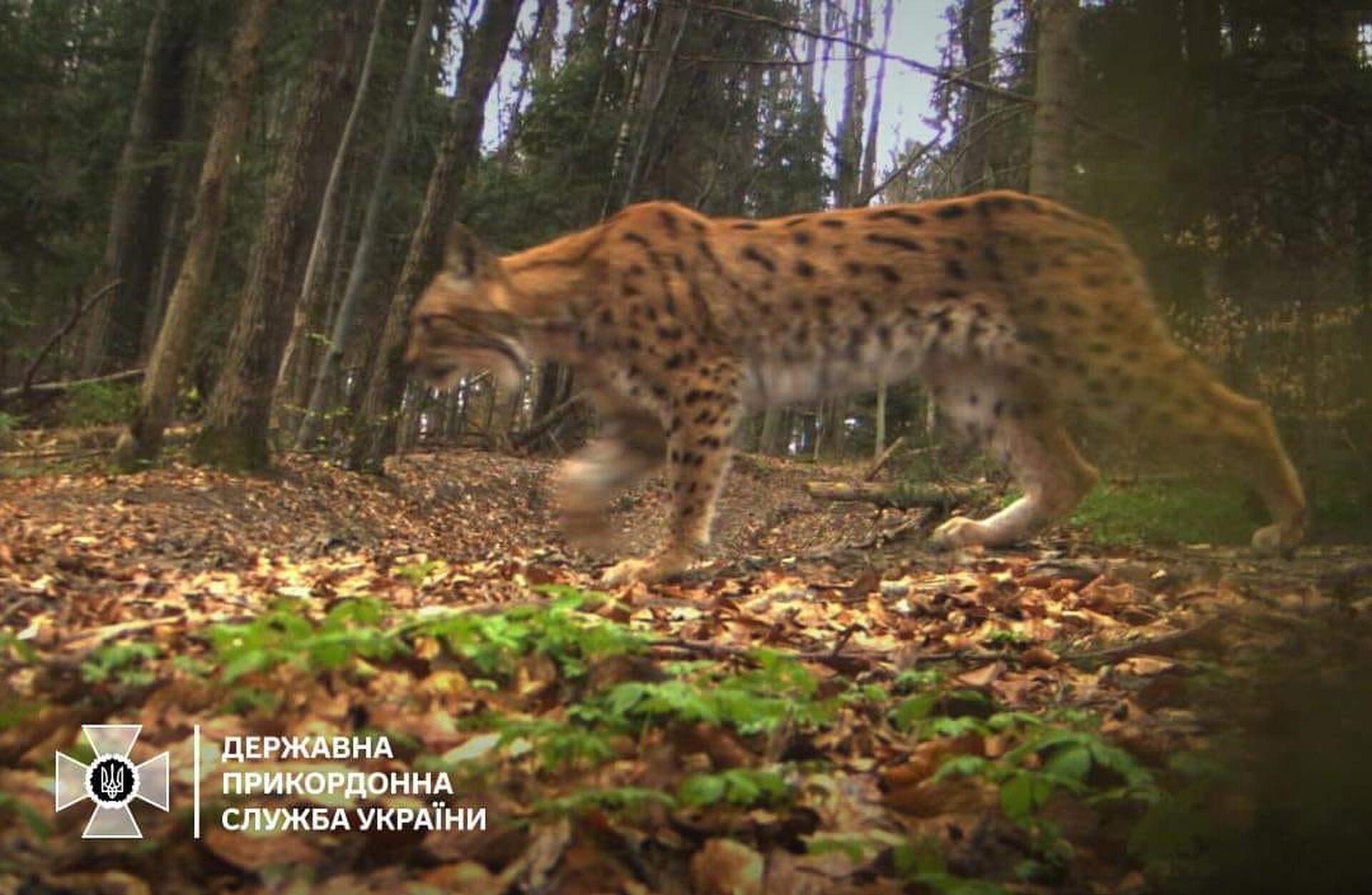 рись на кордоні